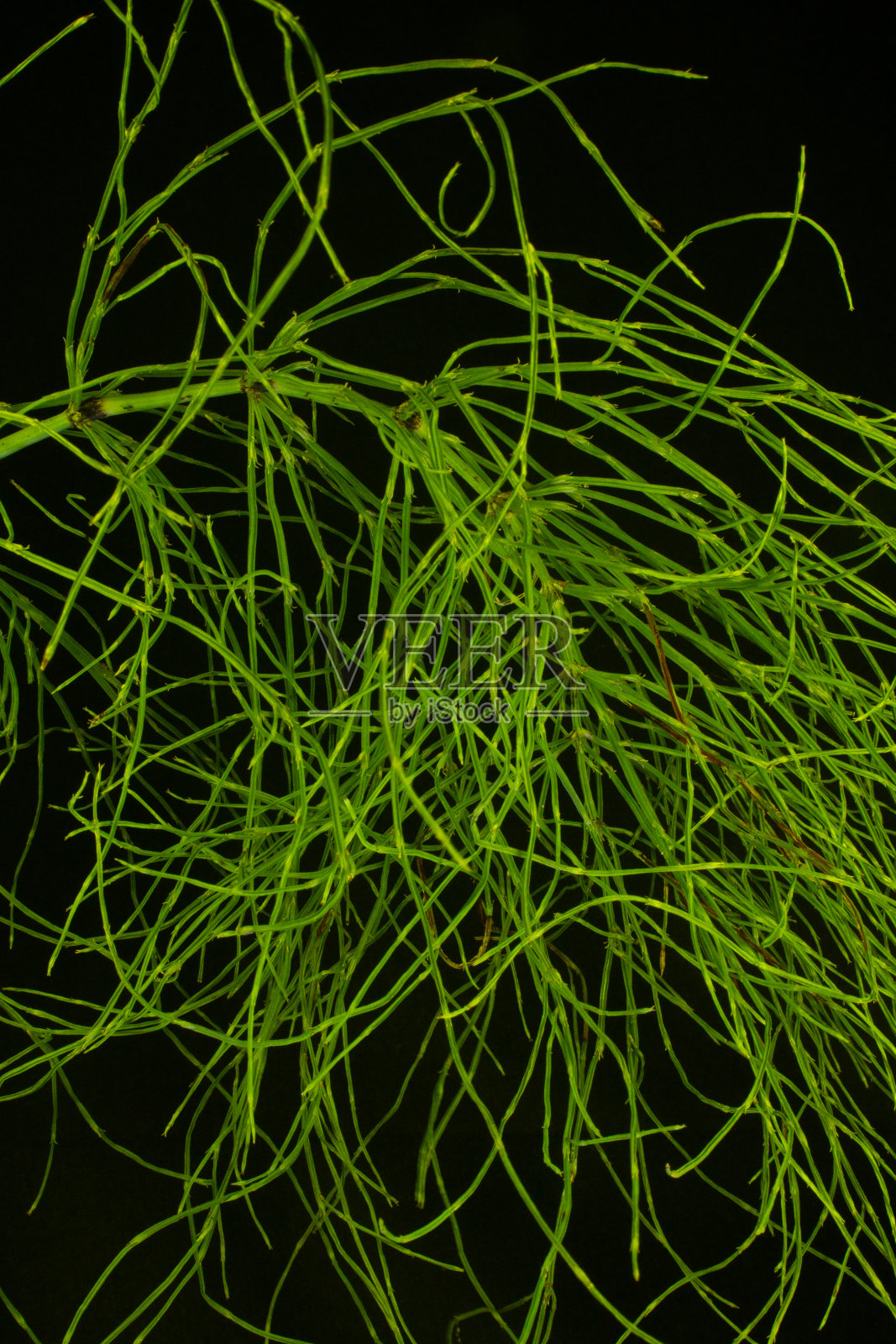 常见的母马的尾巴照片摄影图片