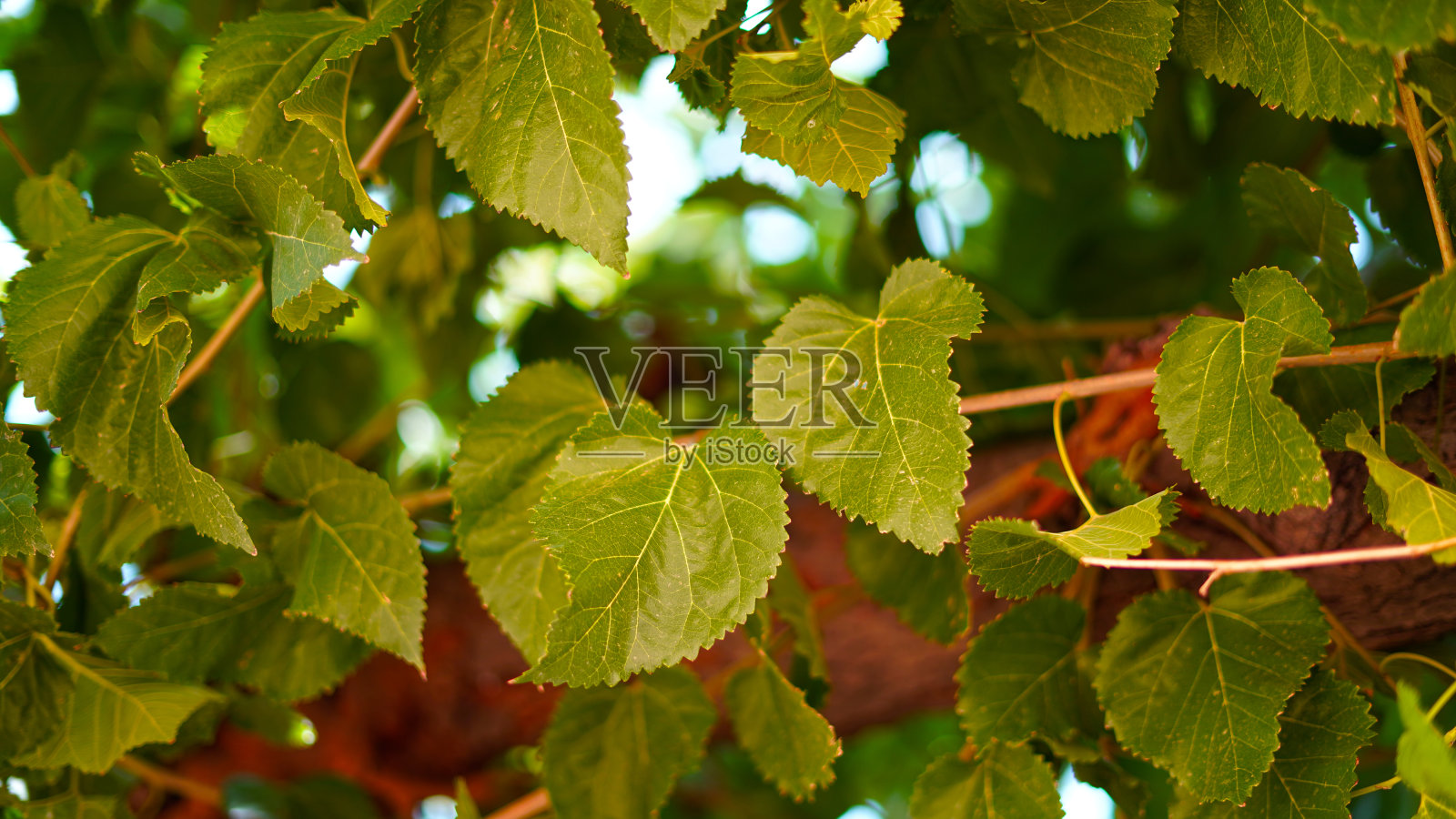 桑树或幼树的叶子有吸引人的绿色色素。蚕栖植物特写。照片摄影图片