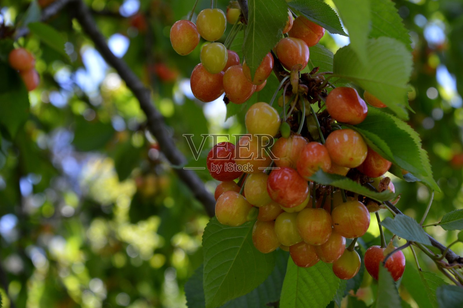 树上有红色和黄色的樱桃照片摄影图片