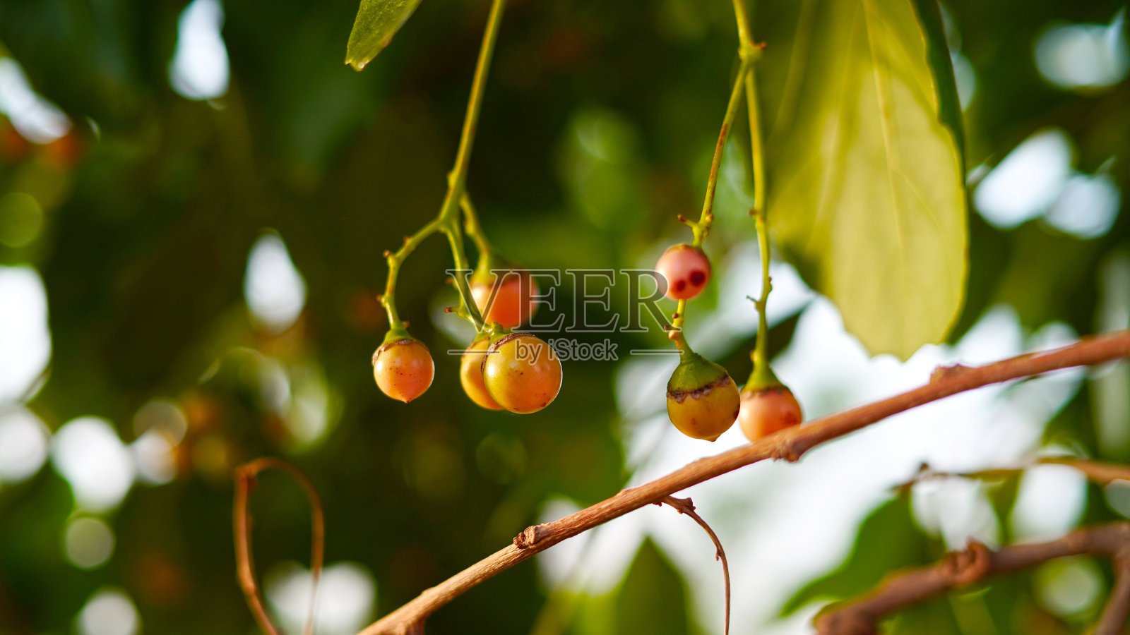果实金黄成熟,果实芳香,叶具绿色花纹。药用植物特写镜头。照片摄影图片