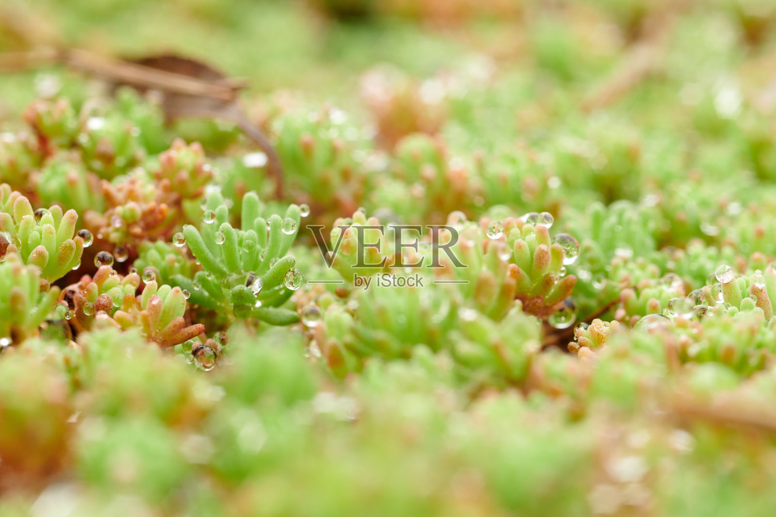 绿叶特写图像背景,花的纹理。照片摄影图片