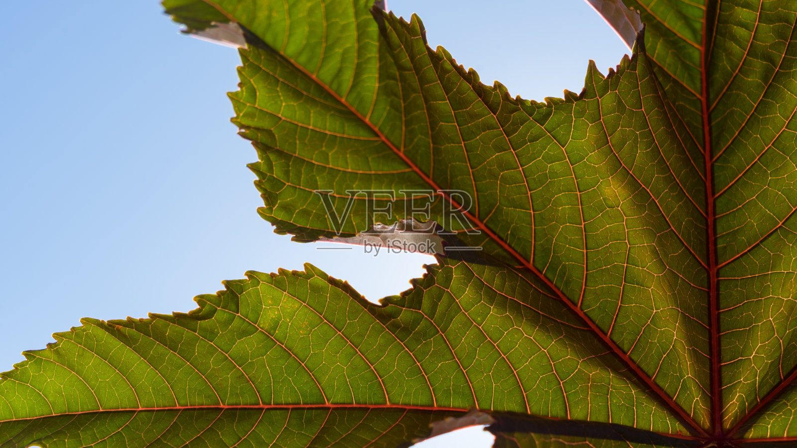 绿叶结构在阳光下照片摄影图片