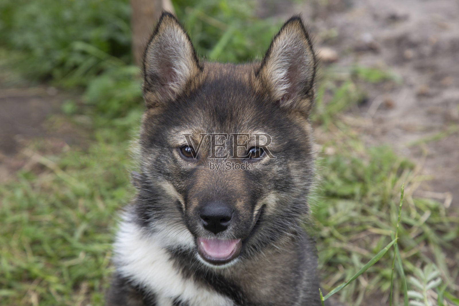 沙哑的小狗照片摄影图片