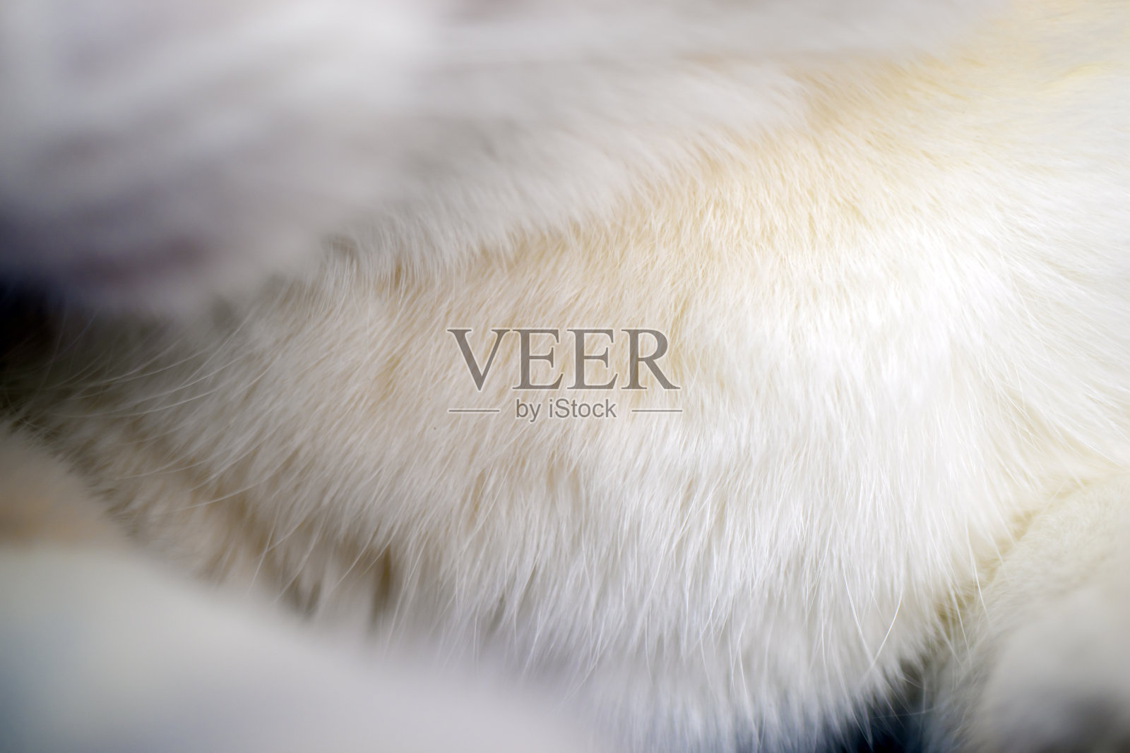 一个柔软的纹理背景创建与白色毛茸茸的区域在猫的胸部。照片摄影图片