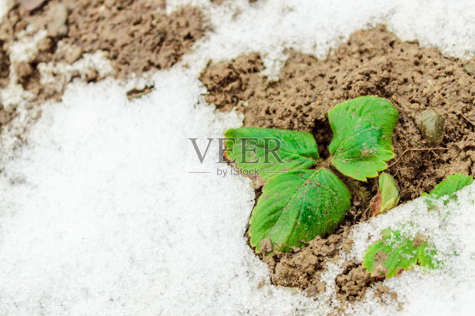 自然异常,五月春雪下草木。照片摄影图片