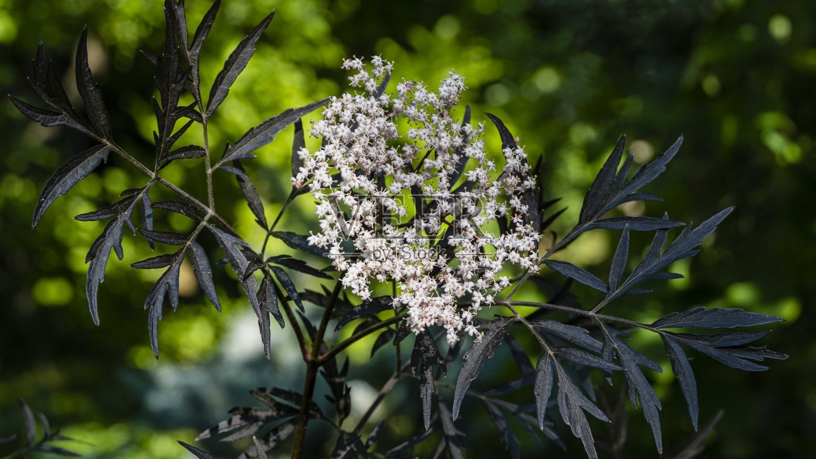 令人惊奇的开花黑sambuus灌木(黑sambuus nigra)黑色花边。近距离细致的粉红色的花序在深绿色模糊的背景。有选择性的重点。设计的自然概念照片摄影图片