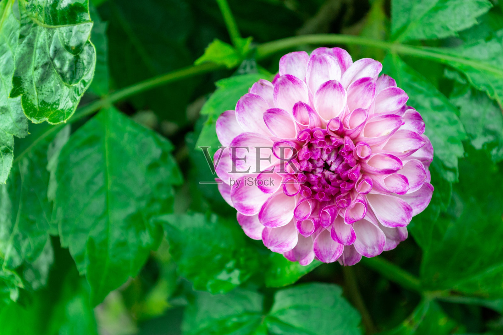 盛开的亮紫红色菊花,花瓣顶端呈暗紫色。照片摄影图片
