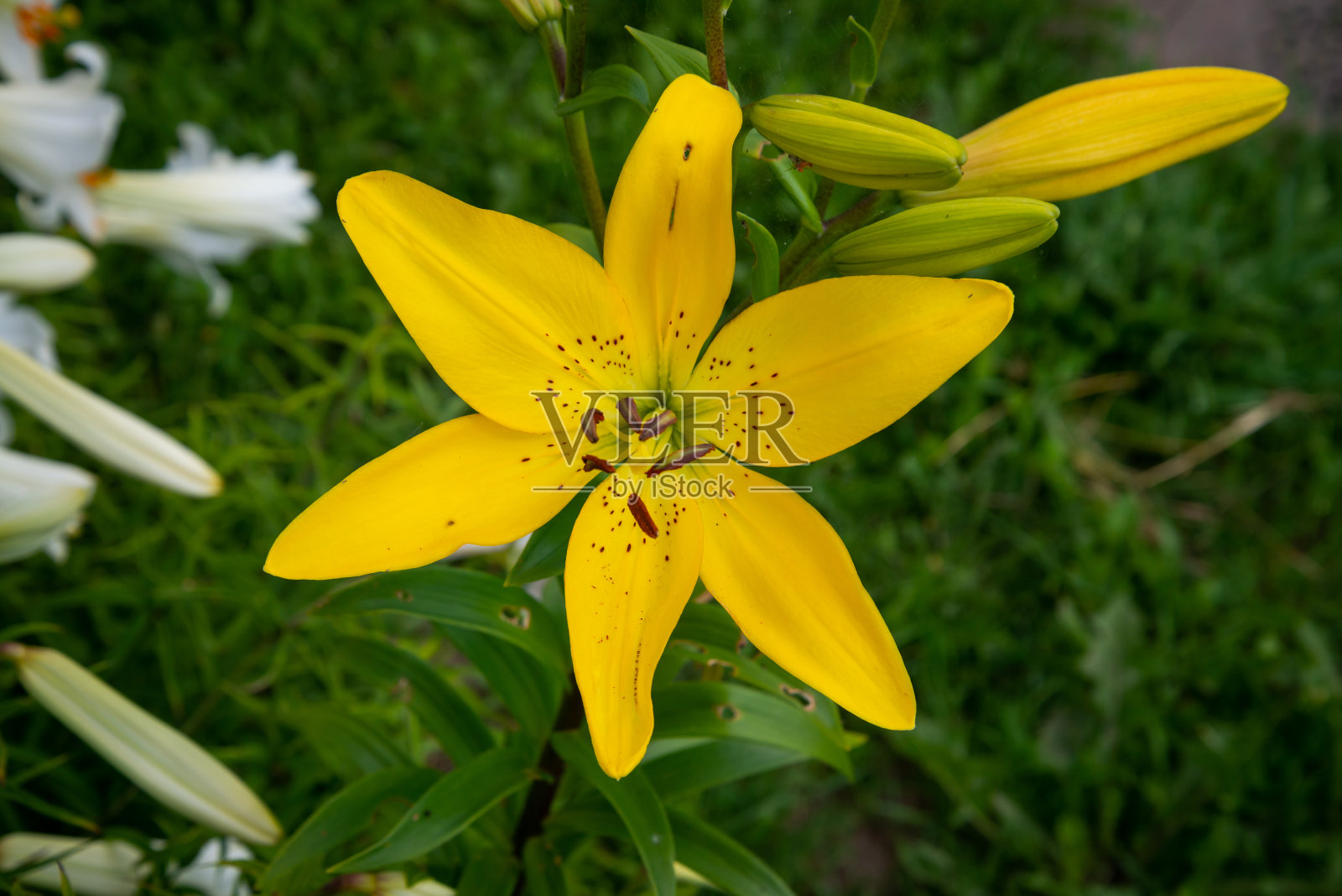 黄百合花的特写。萱草也叫柠檬百合,黄花菜,萱草黄。黄花百合,又名百合花,美丽。关闭了。前视图。照片摄影图片
