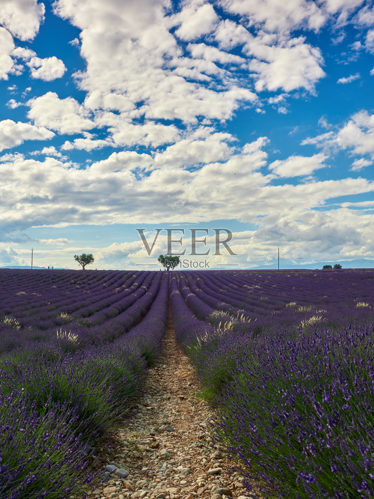 瓦伦索的薰衣草田照片摄影图片