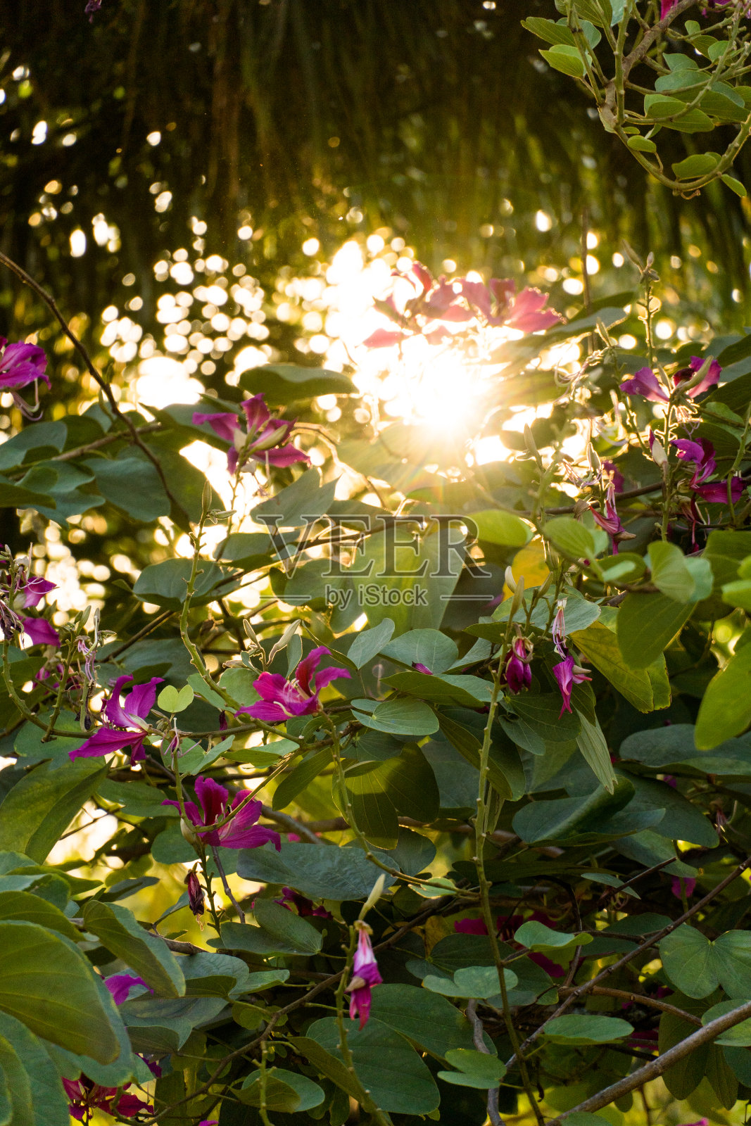 公园里美丽的花朵和树叶,阳光透过它们照射进来。日落。巴西里约热内卢的公园照片摄影图片