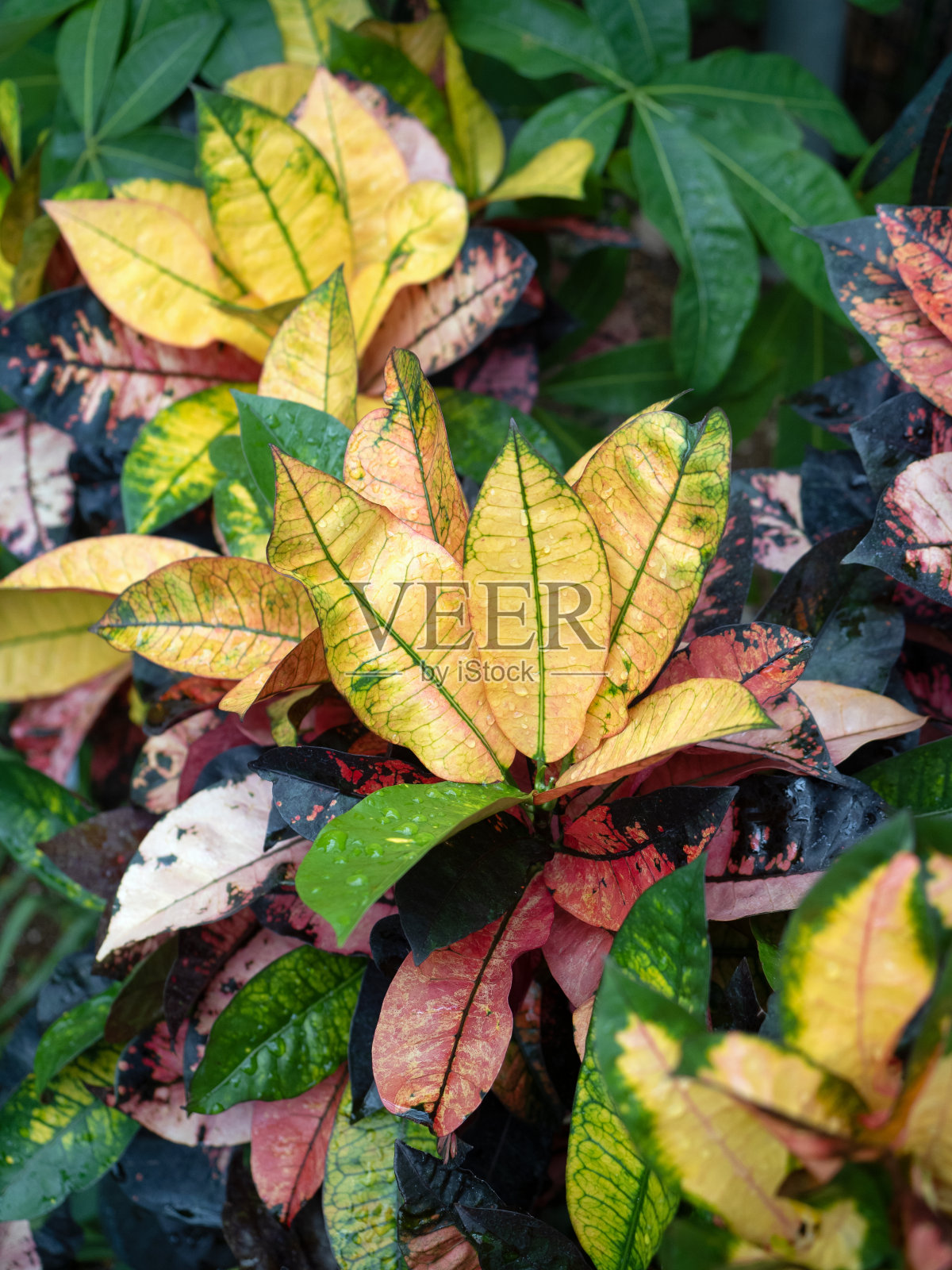 巴豆曙太郎照片摄影图片