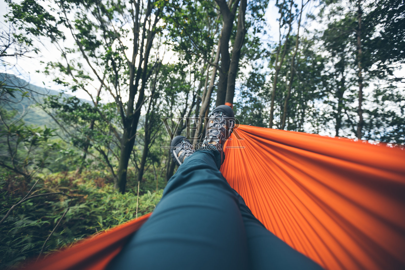 在夏季的热带森林里照片摄影图片