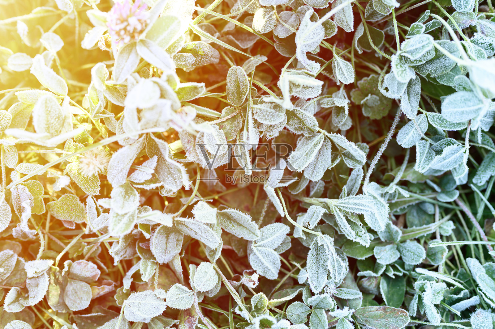 花园里的绿草有晨霜和阳光,日出时草地上的冻草有霜。纹理图案的自然背景。前视图。耀斑照片摄影图片