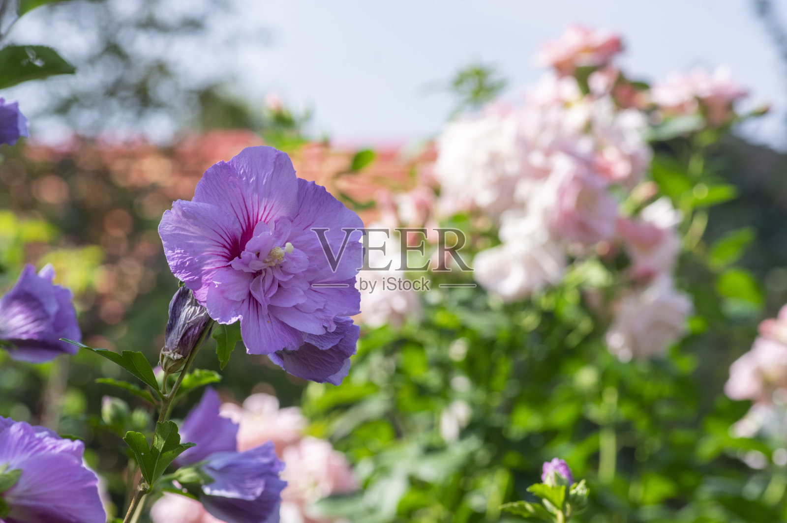 木槿属韩玫瑰或叙利亚克蒂米灌木中开花,玫瑰属锦葵开花植物照片摄影图片