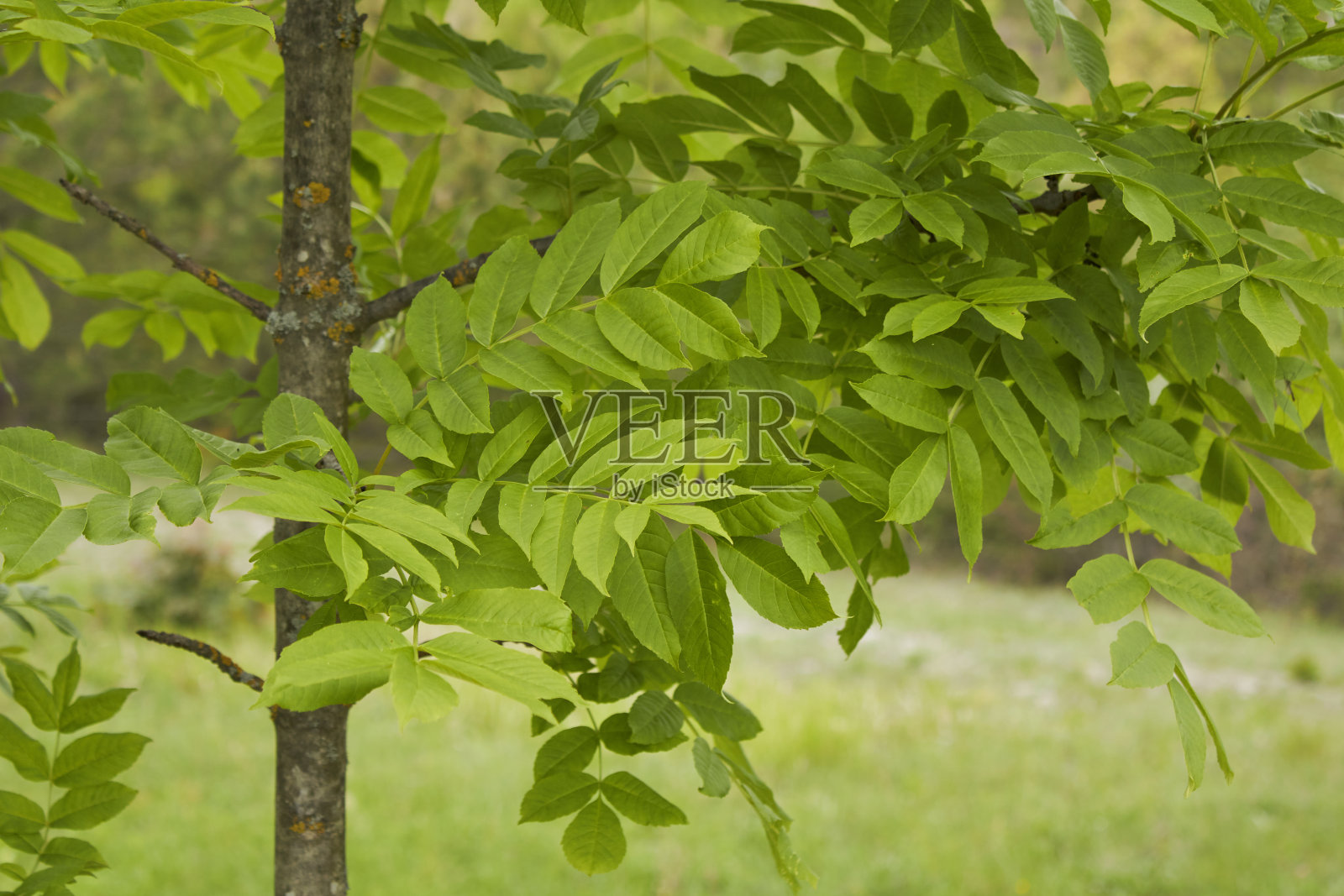 白蜡分枝闭合照片摄影图片
