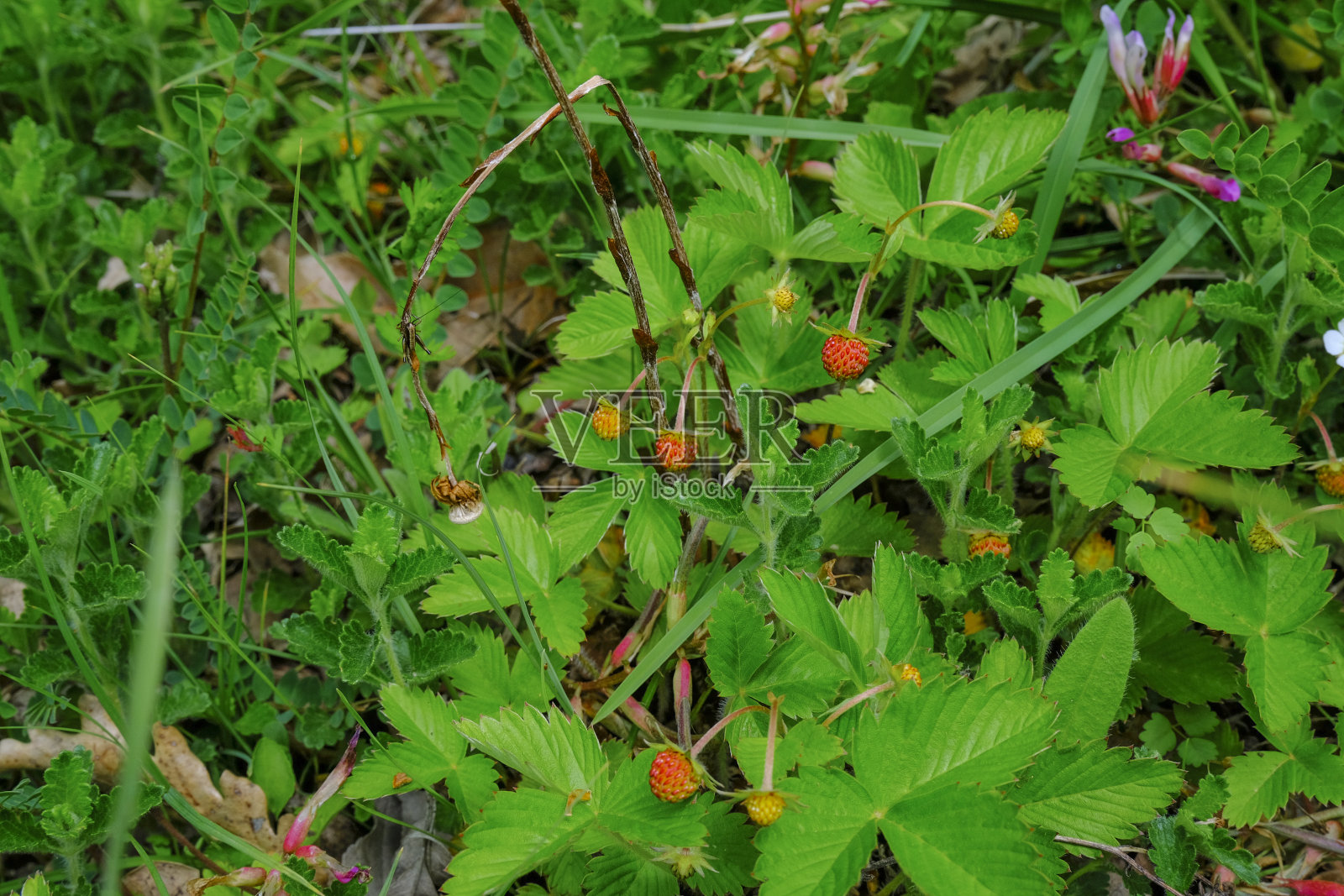 森林里的野草莓。在树林里采集野草莓的特写镜头。野草莓的季节。露营生活照片摄影图片