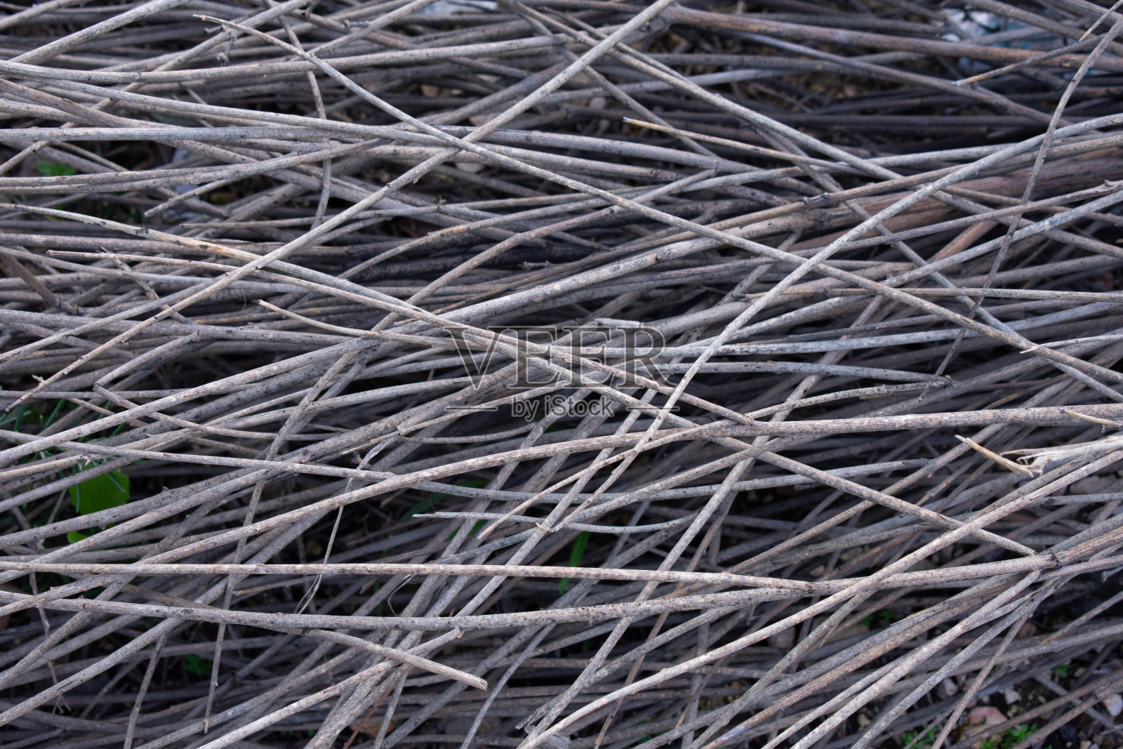 细干的树枝特写。照片摄影图片