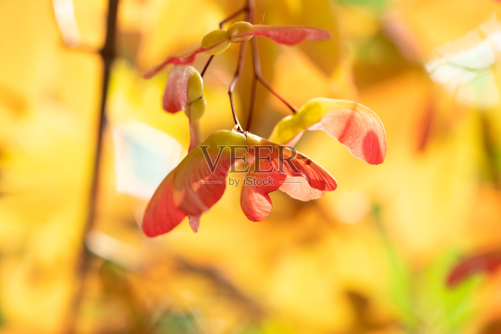 有选择地聚焦在树上的枫树种子的特写照片摄影图片