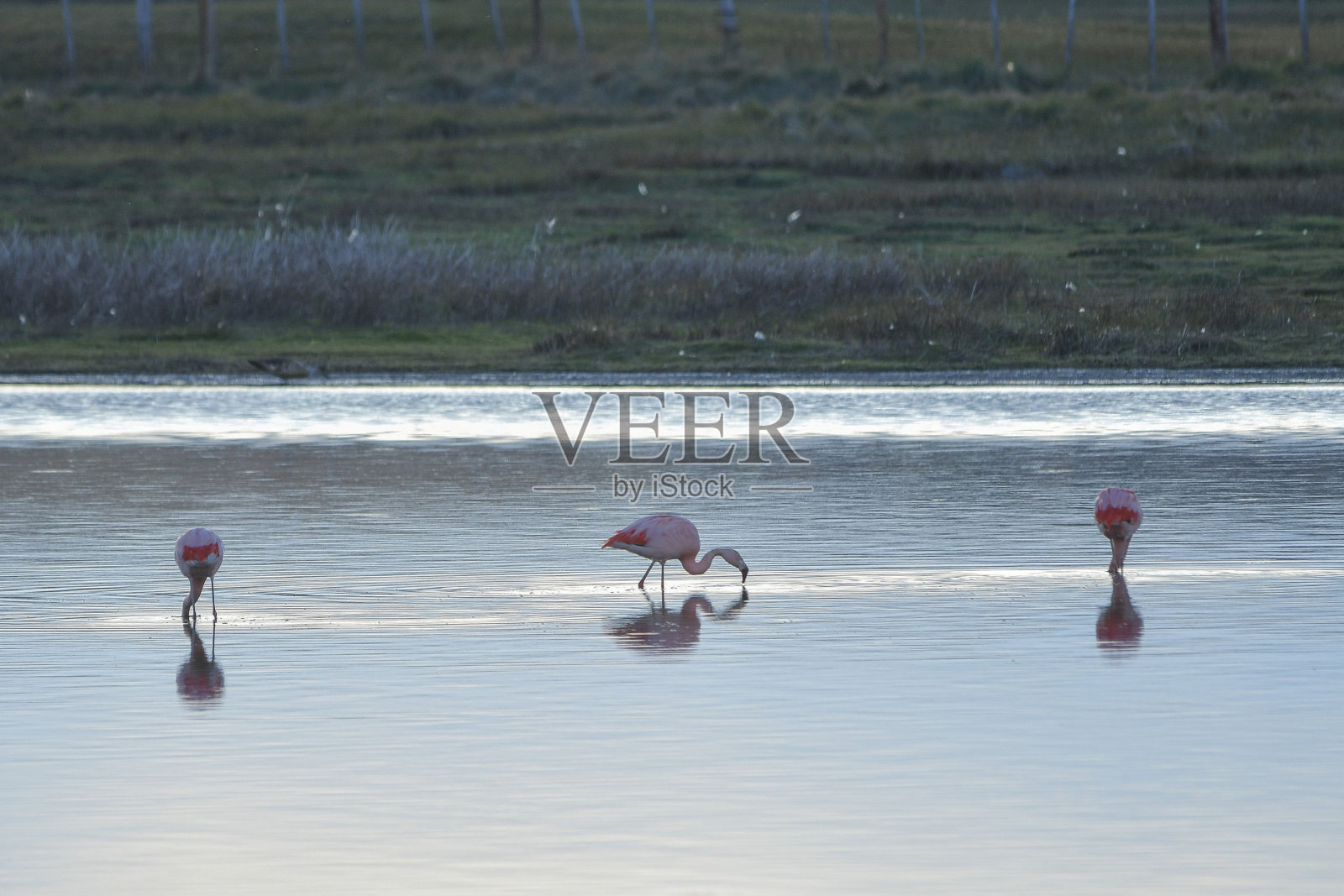 鸟类在自然环境中照片摄影图片