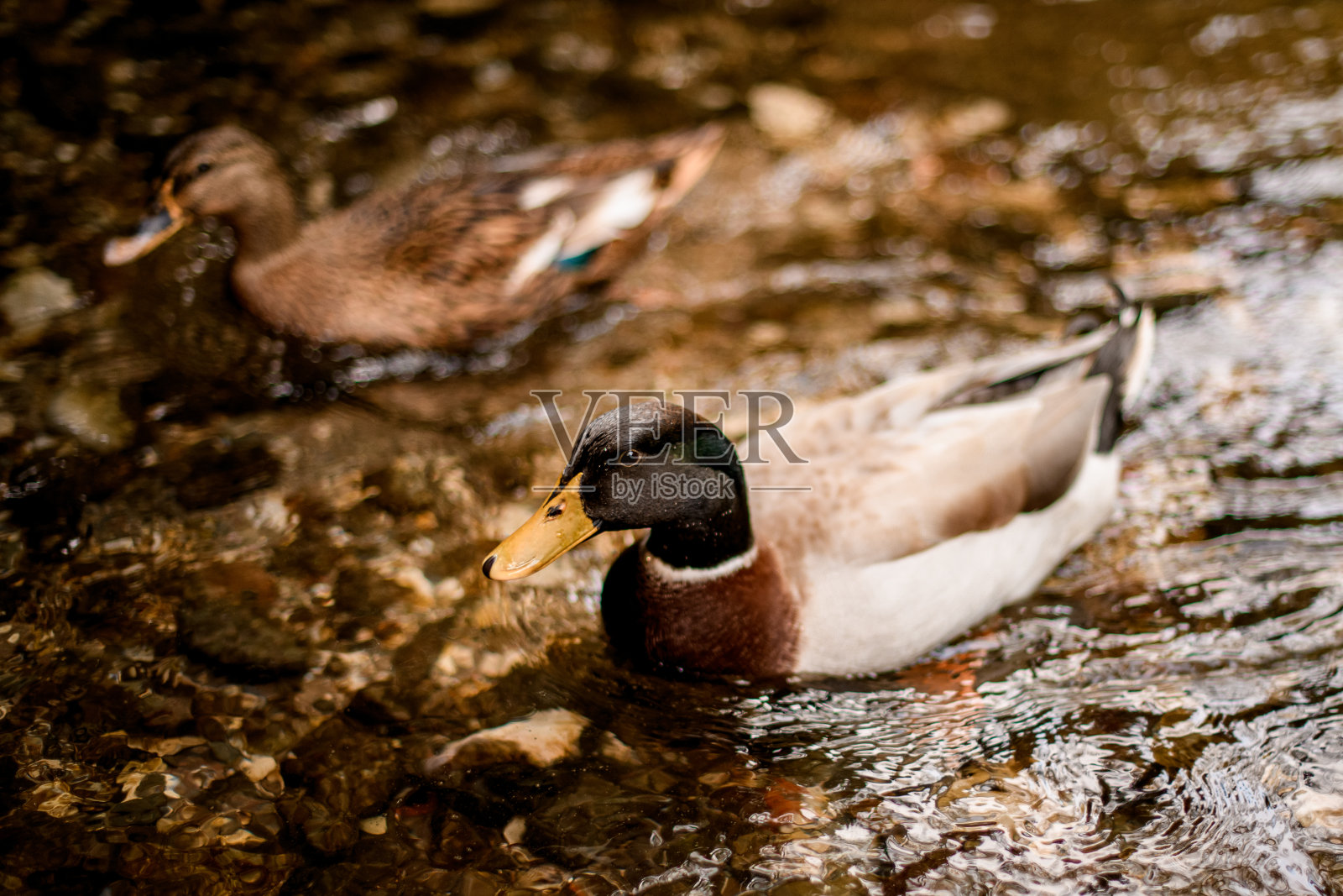 近距离观看美丽的野鸭在水上游泳照片摄影图片