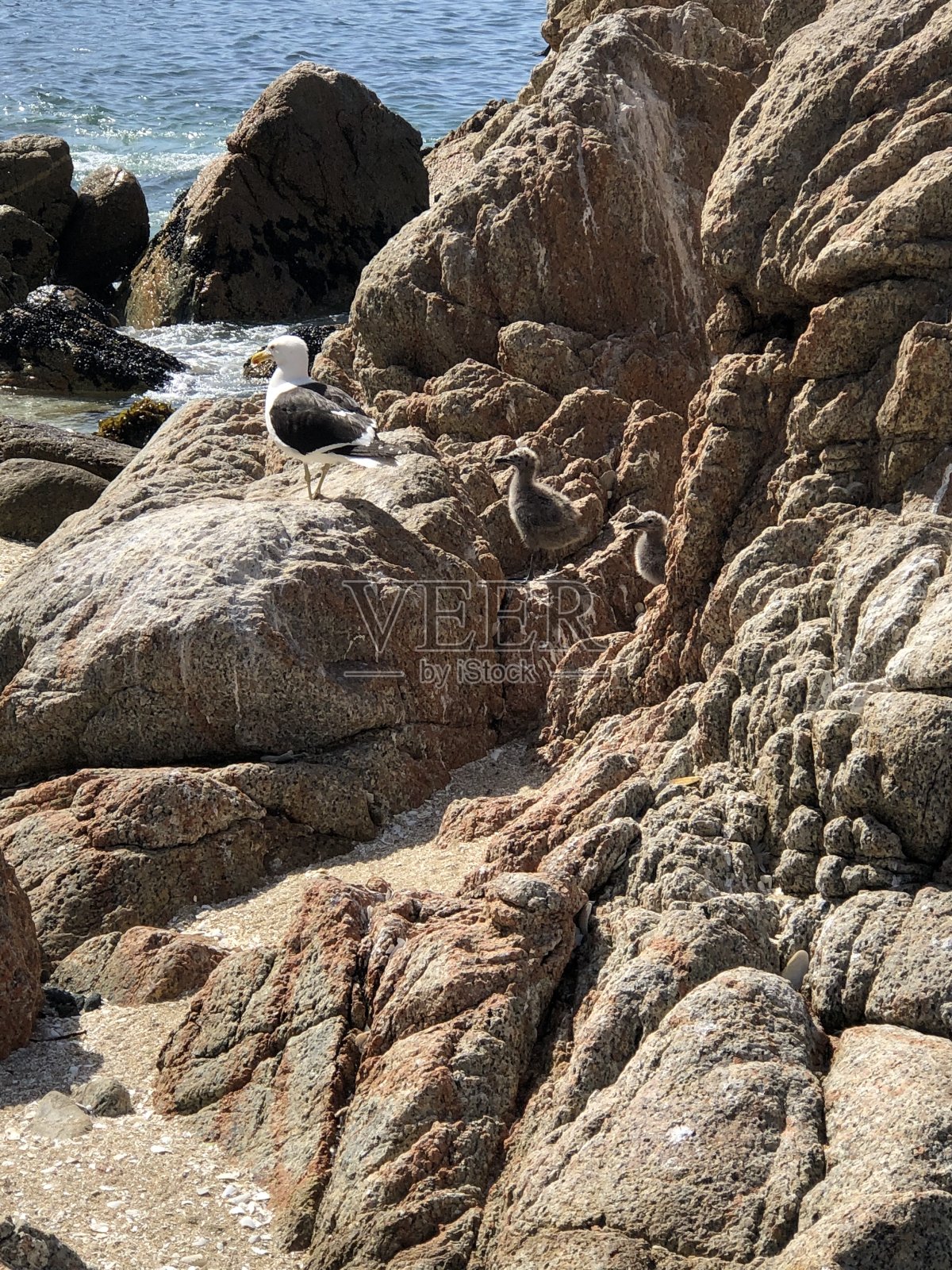 鸟在靠近海洋的岩石上照片摄影图片