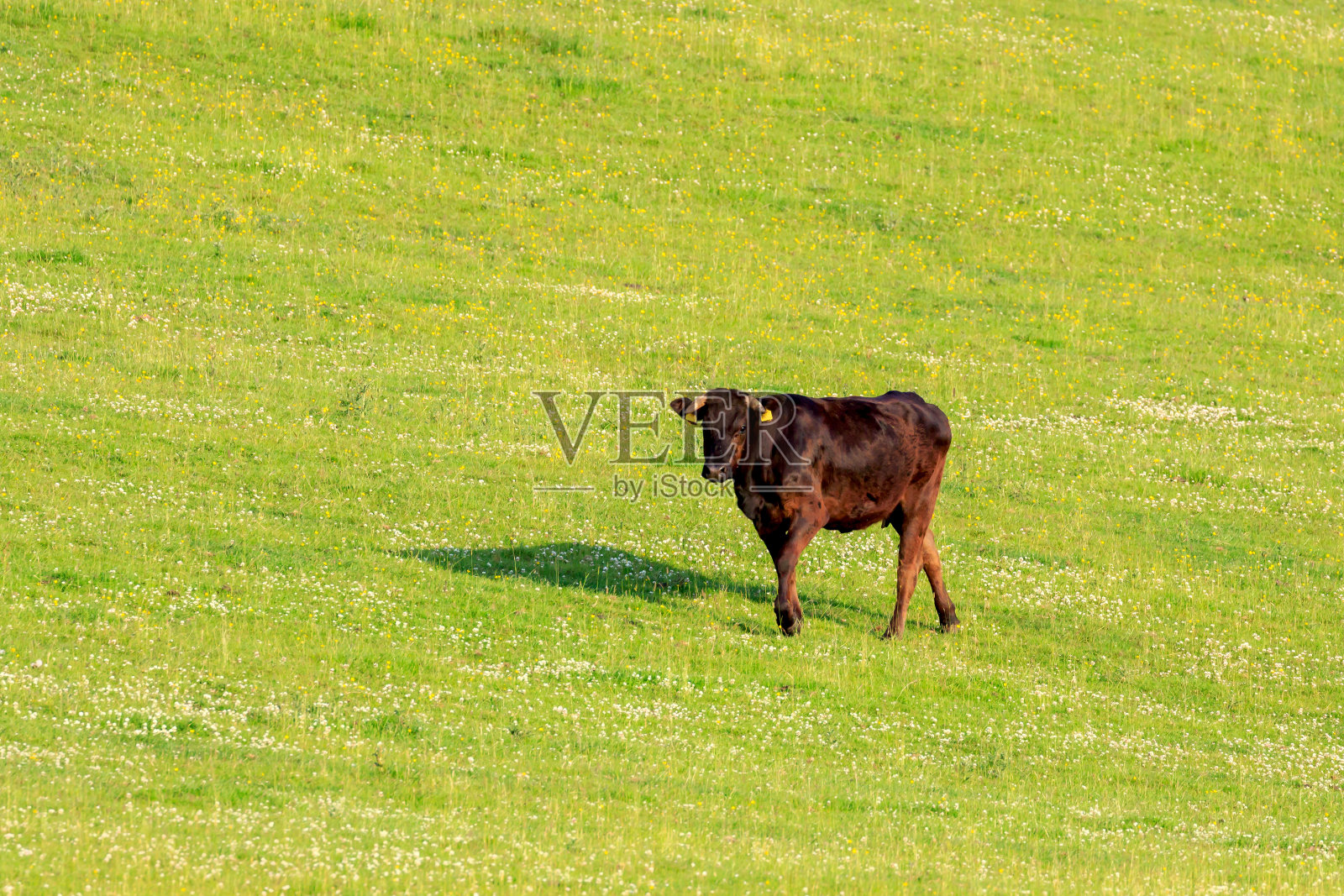 棕色的牛照片摄影图片