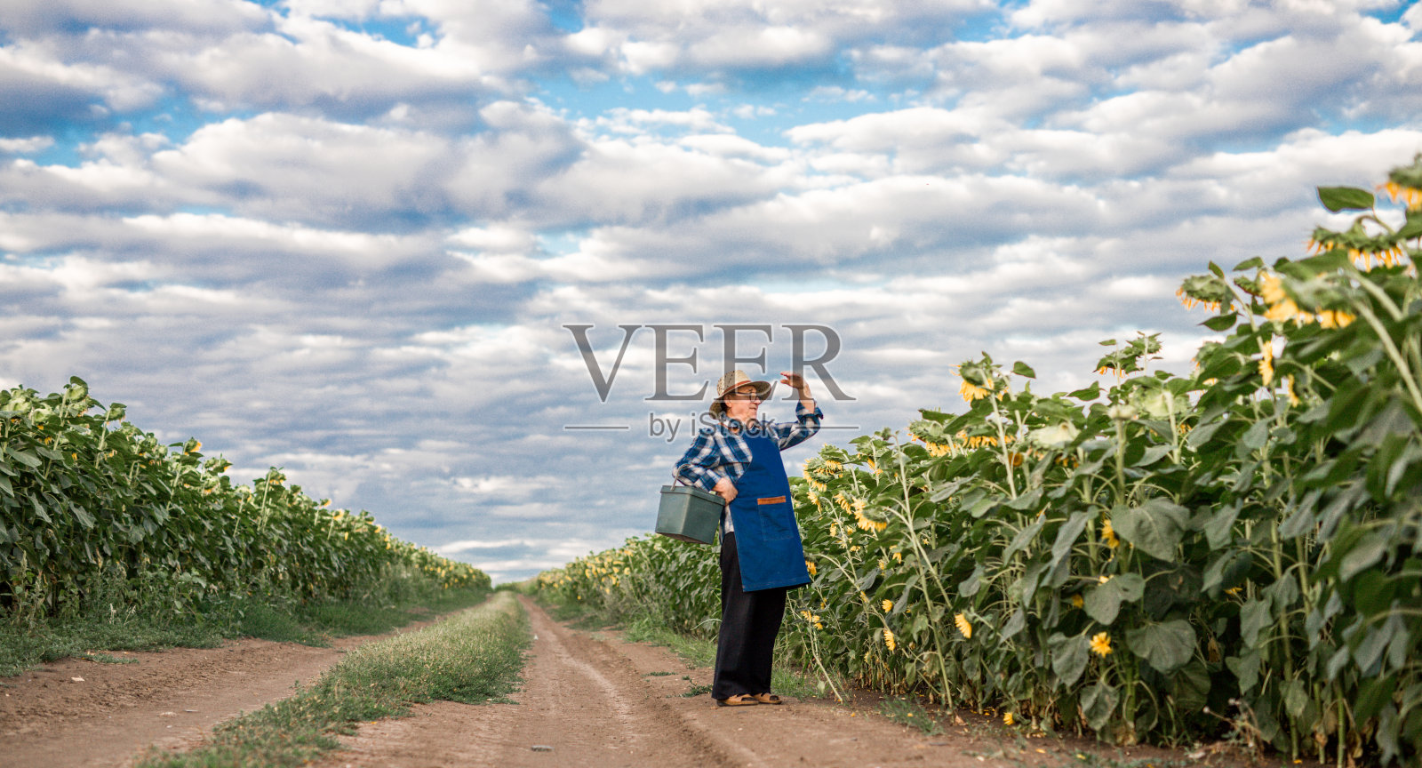 一位70-75岁的农民在检查向日葵的收成照片摄影图片