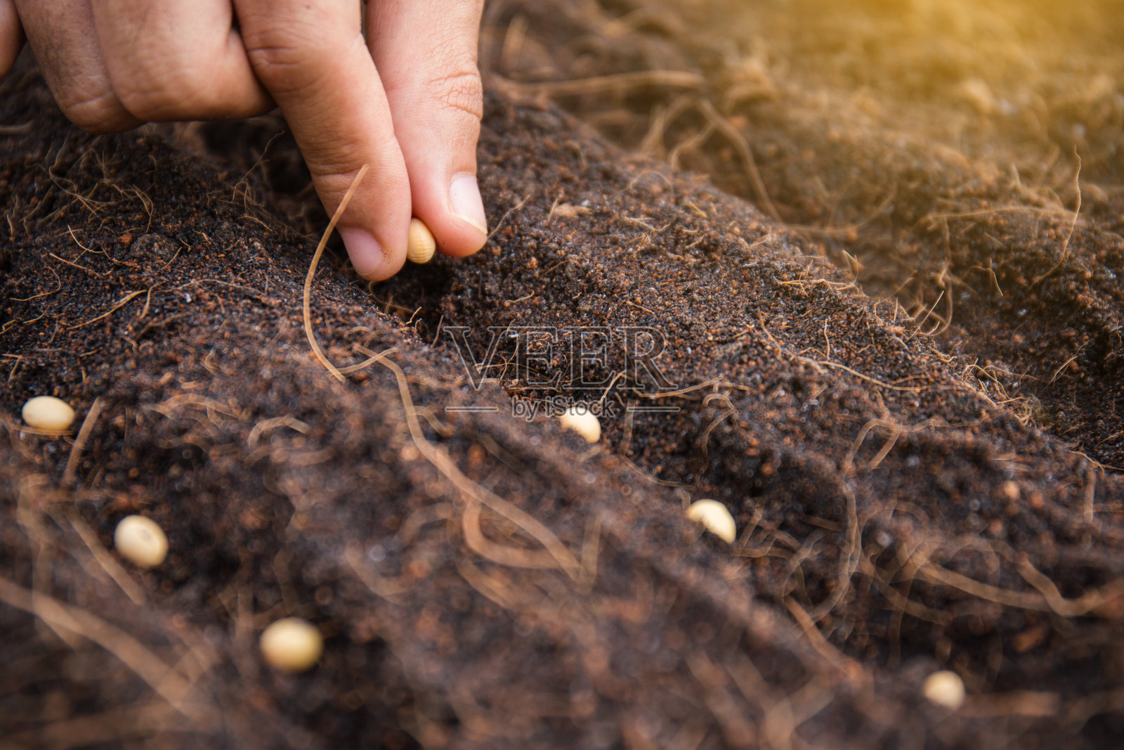 靠近农民手锯种子在黑土与阳光的背景在早上时间照片摄影图片
