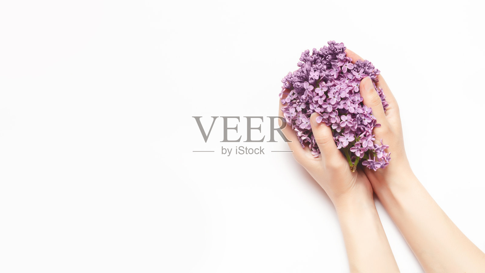 女性双手捧着白色背景上的丁香花。天然美容产品概念。俯视图,平放。本空间照片摄影图片