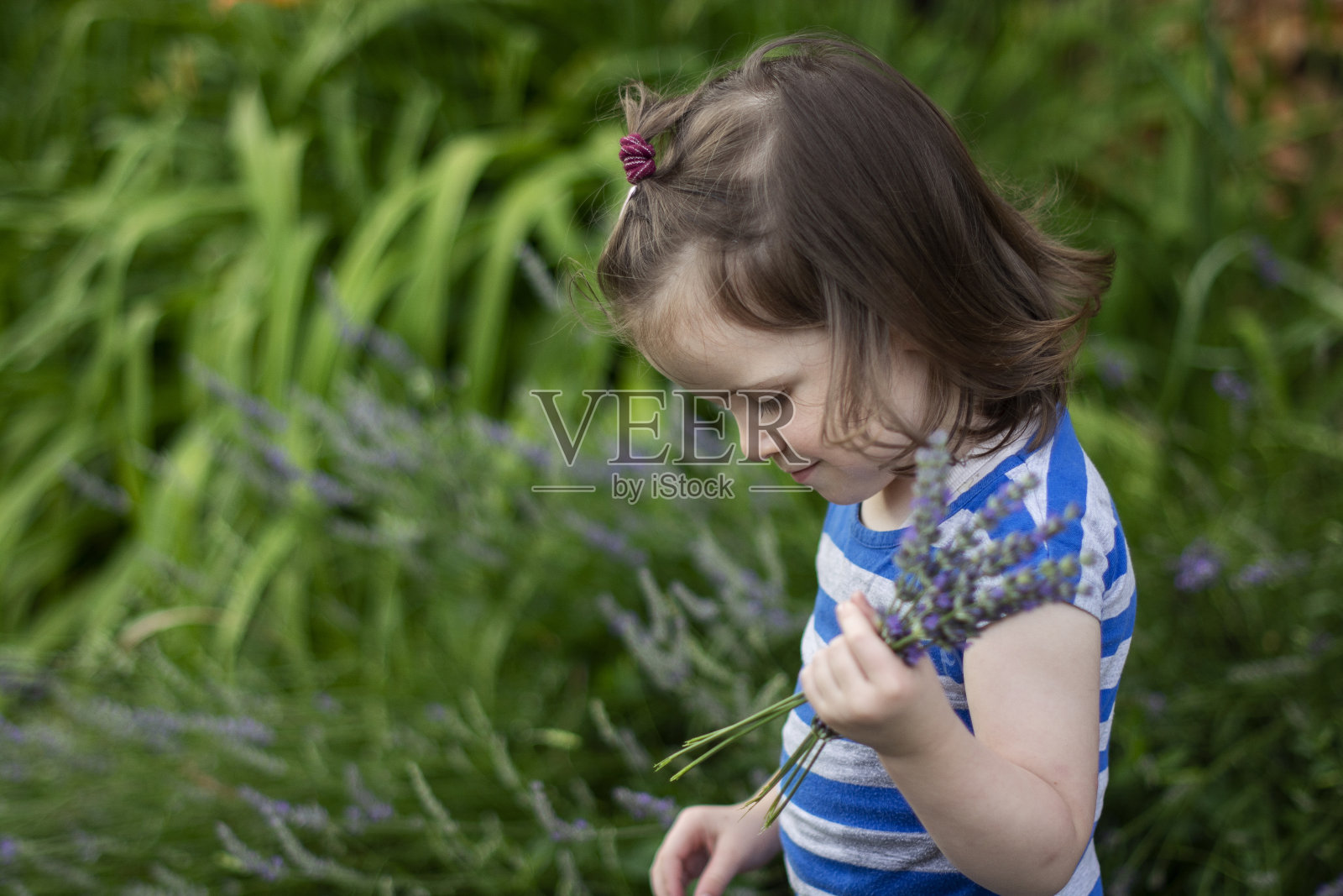手里拿着薰衣草花的女孩照片摄影图片