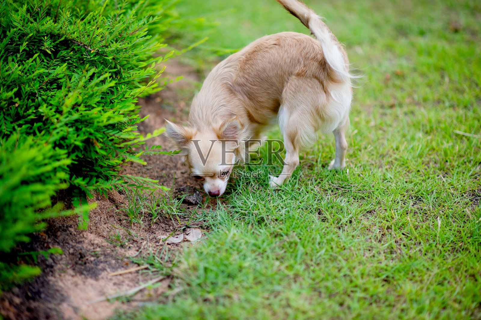 可爱的小狗在房子前面的草地上散步。照片摄影图片