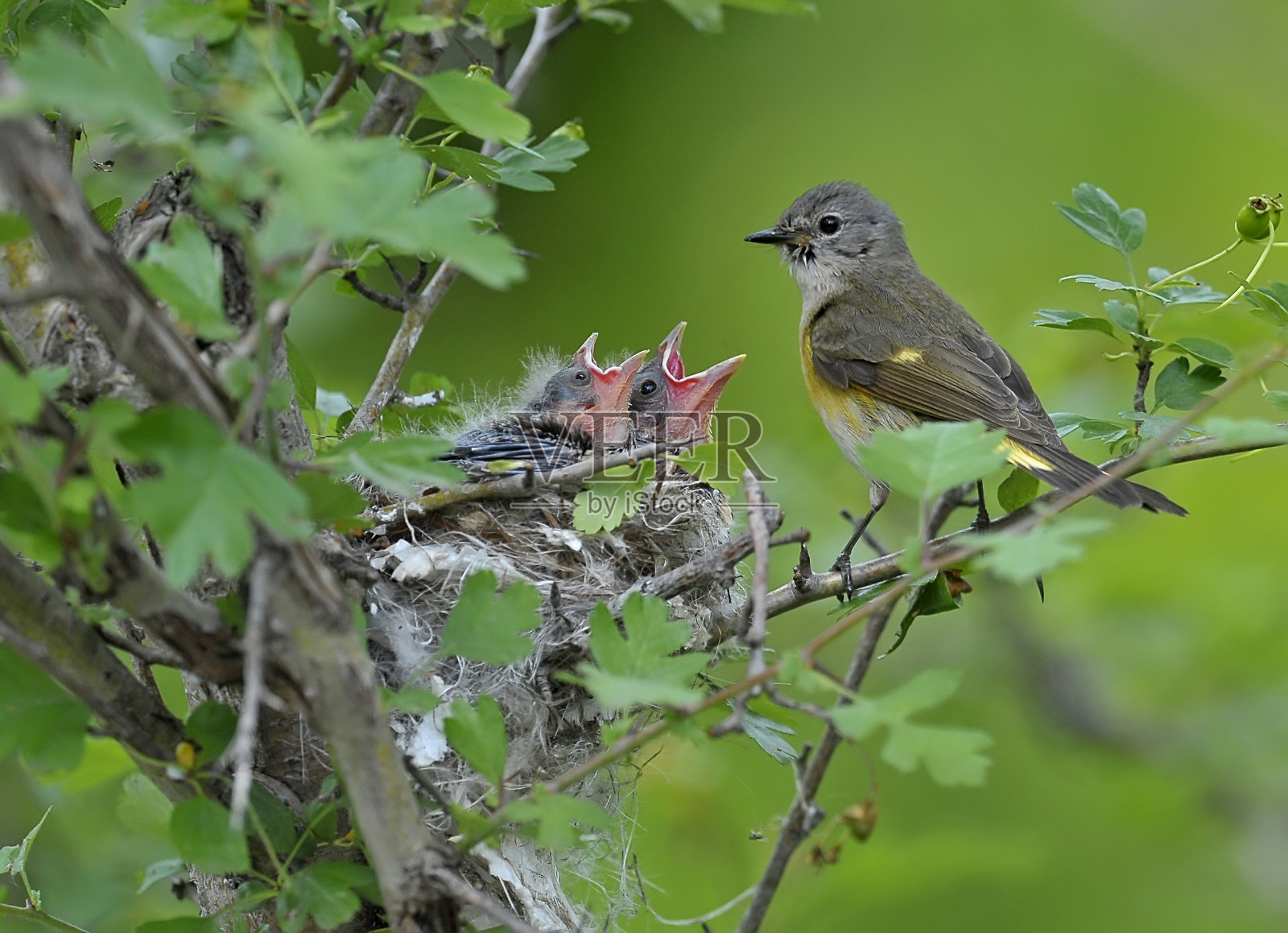 美洲红雀雌鸟,有两个孩子照片摄影图片