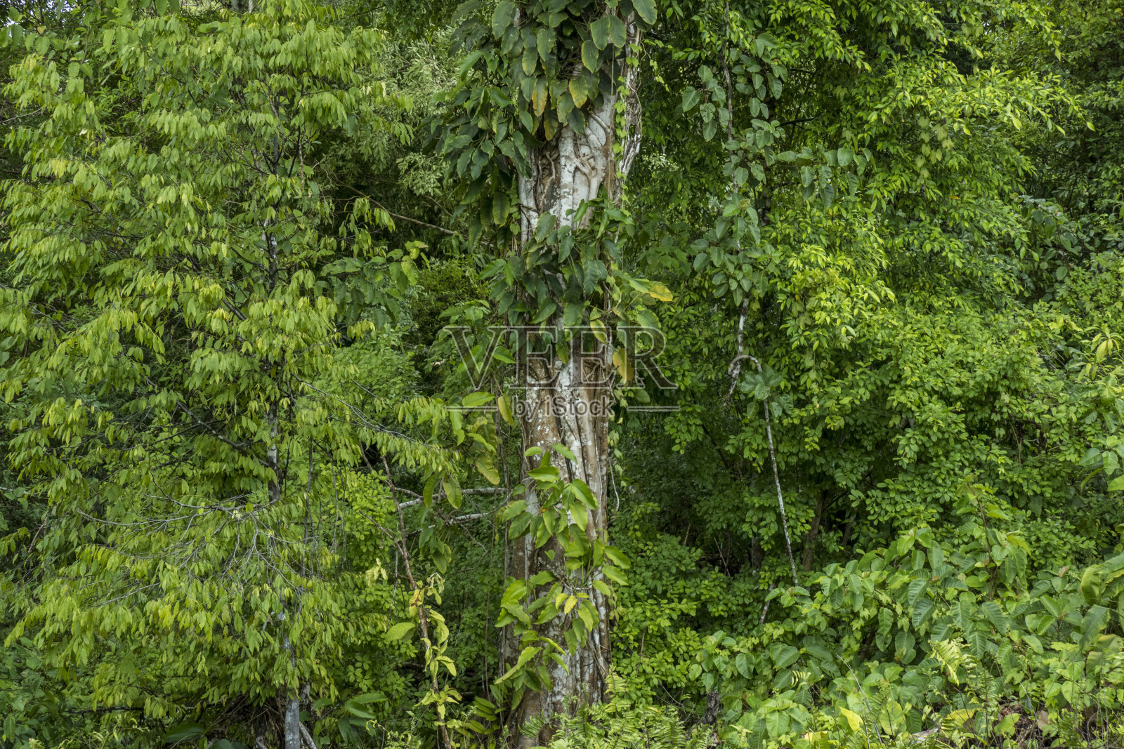 甲米,野生动物保护区,沙莫拉克,泰国照片摄影图片
