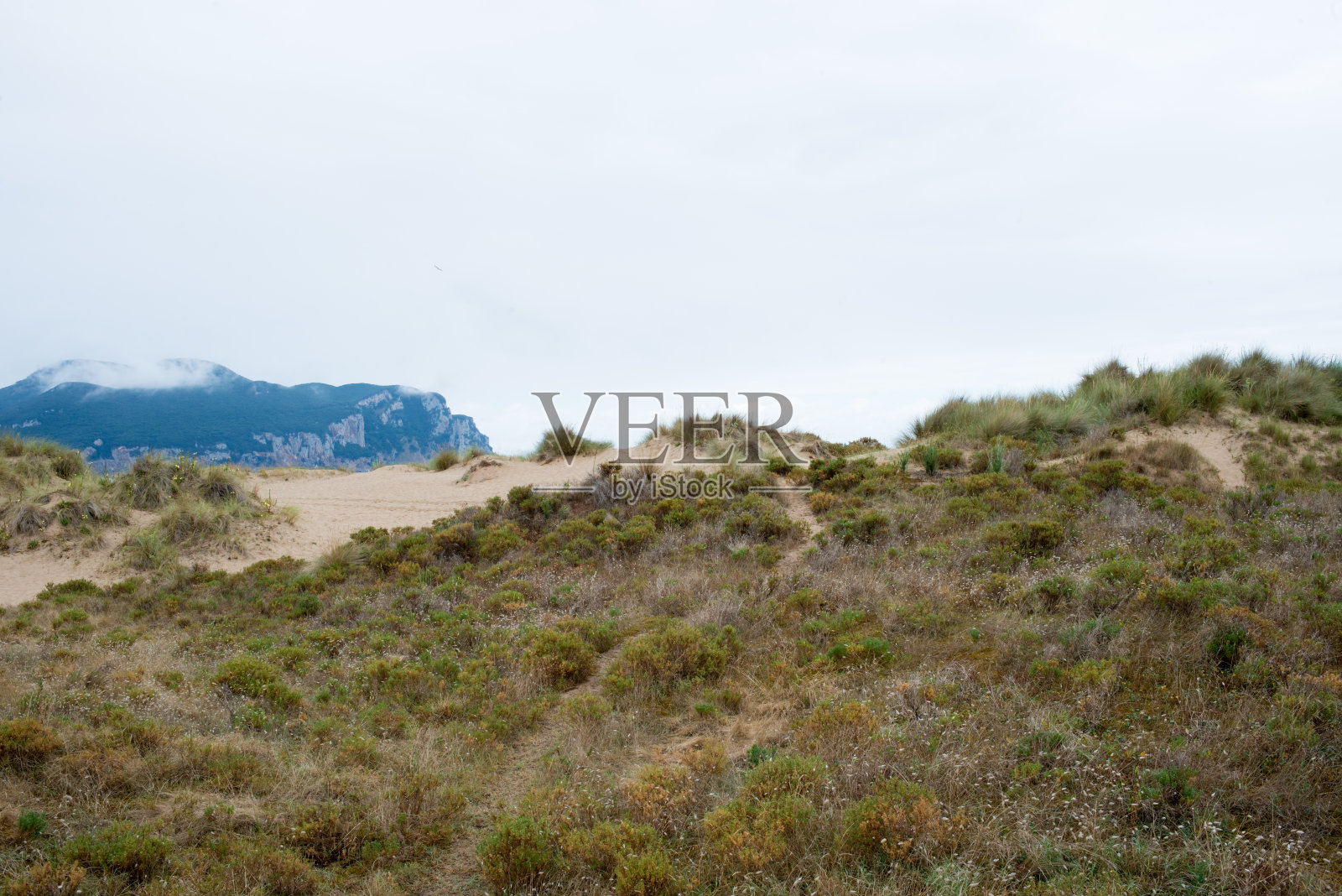西班牙坎塔布里亚拉雷多海滩的沙丘和植物。照片摄影图片