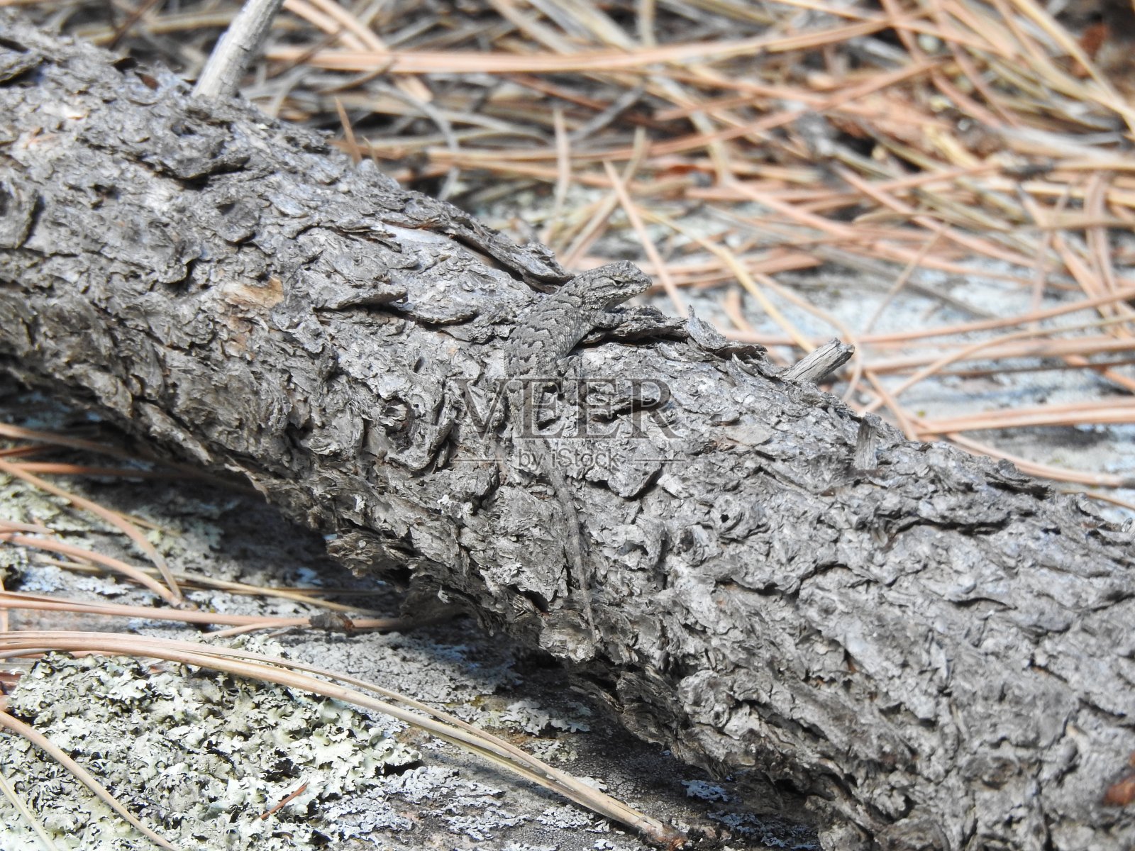 伪装的蜥蜴照片摄影图片