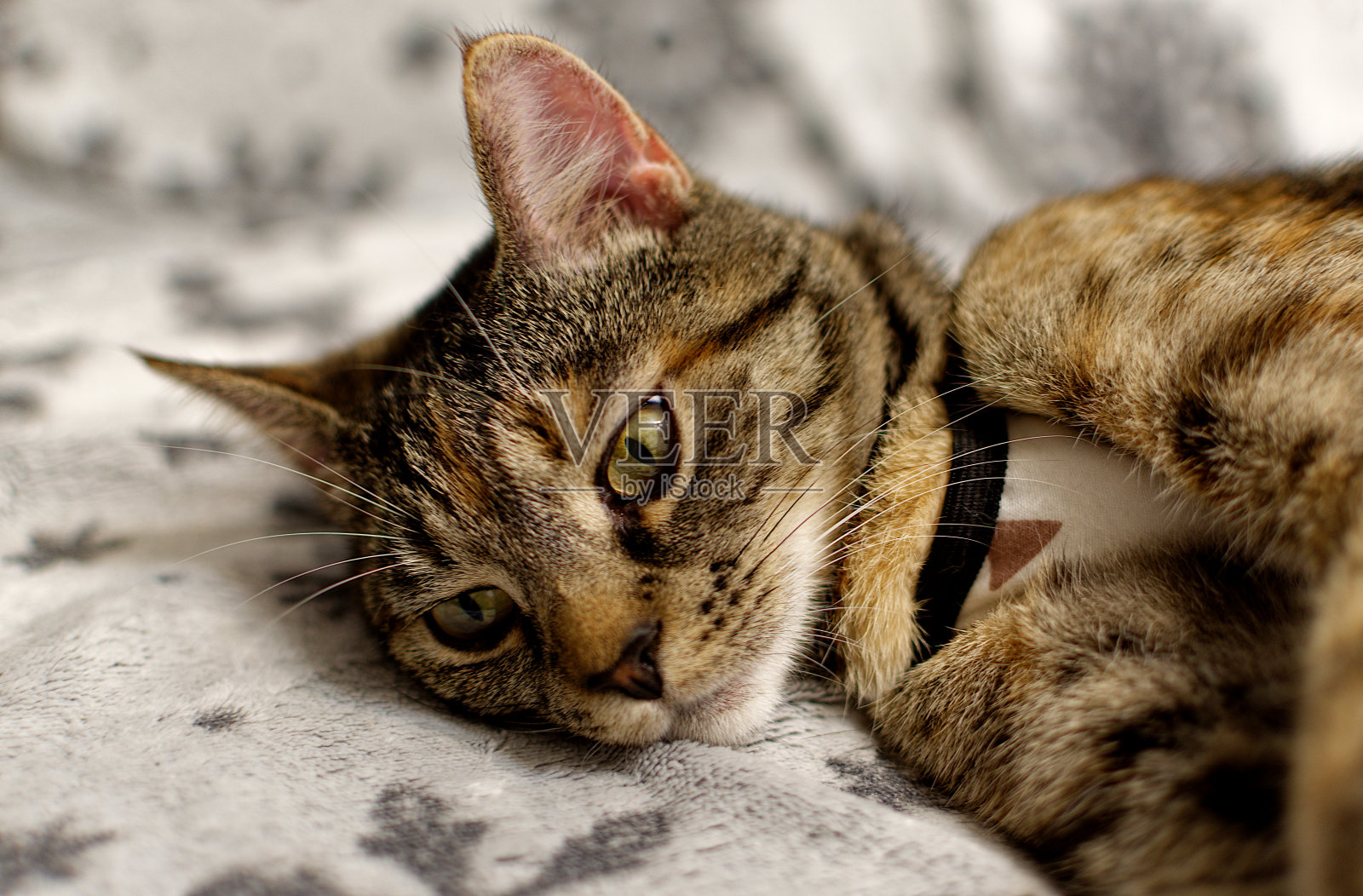 可爱的小猫在西装看着镜头。照片摄影图片