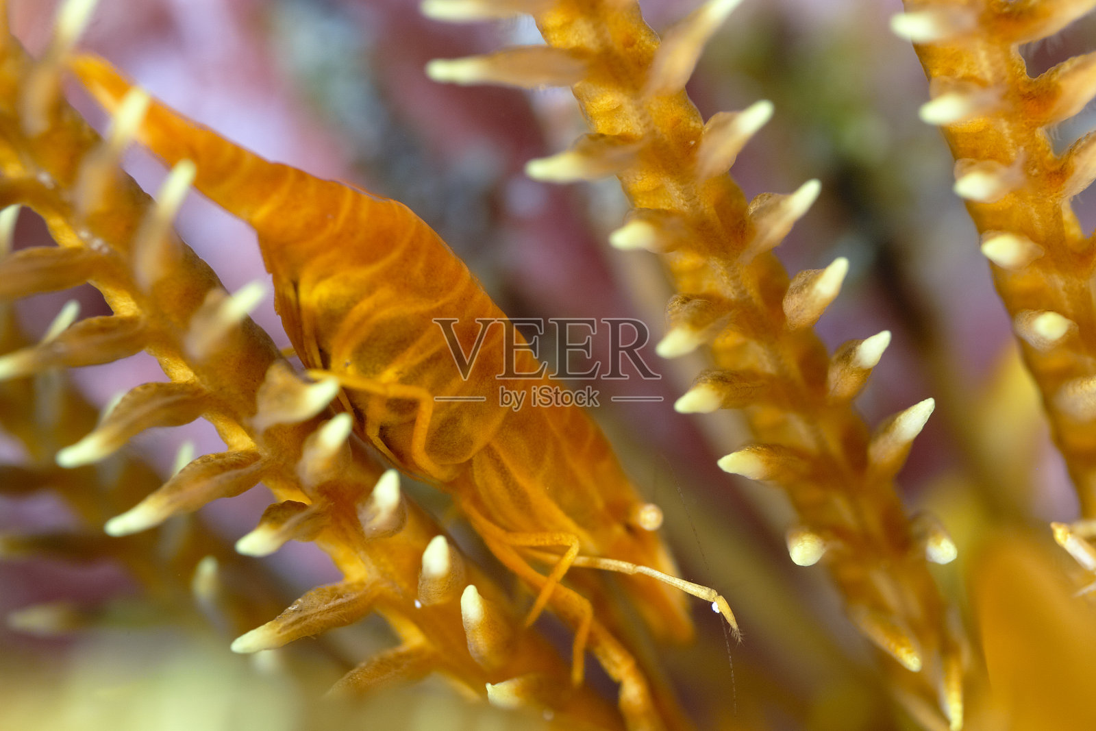 一张漂亮的羽毛星虾的照片照片摄影图片