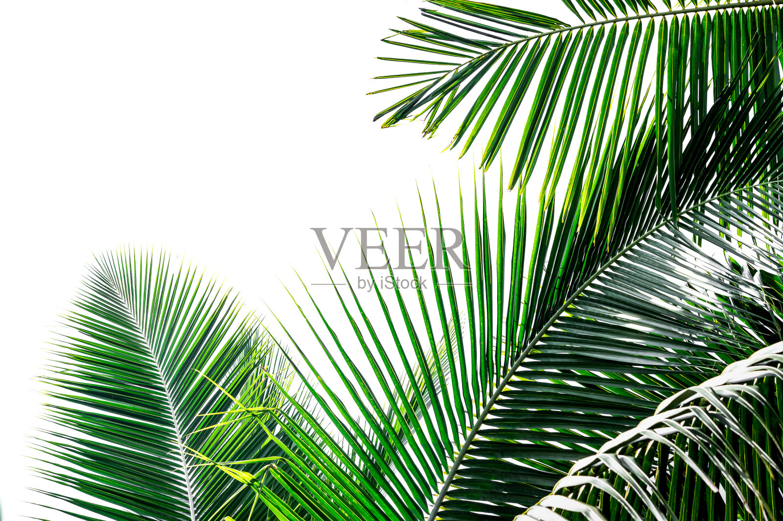 椰子叶照片摄影图片