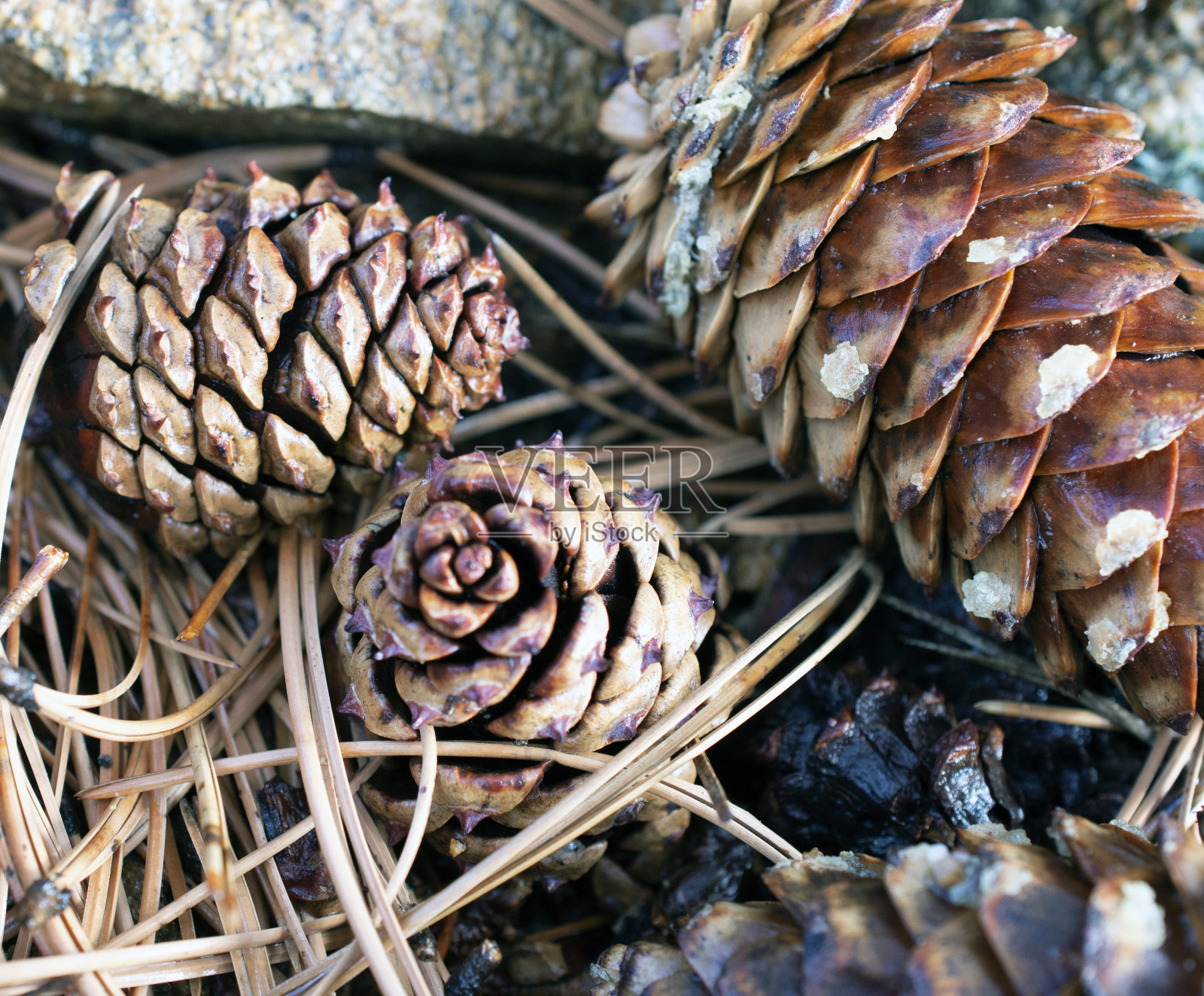 松果的特写。照片摄影图片