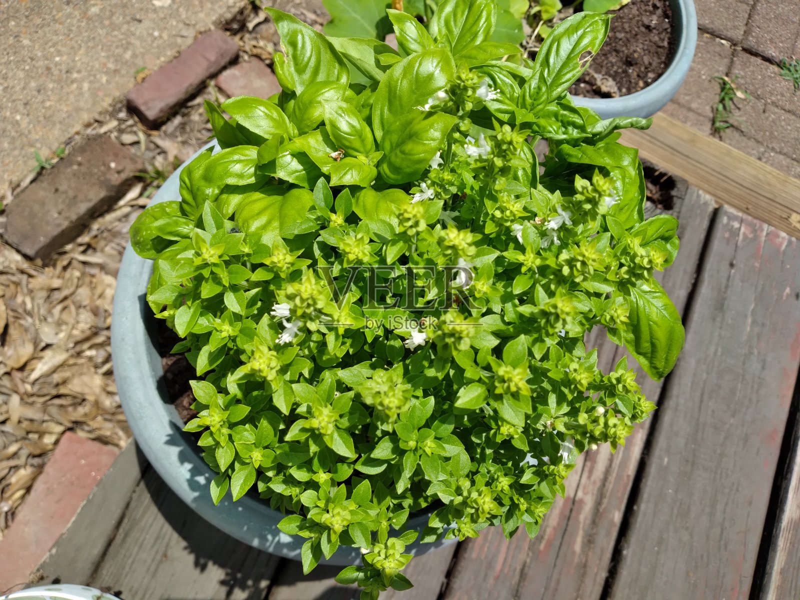 开花罗勒照片摄影图片