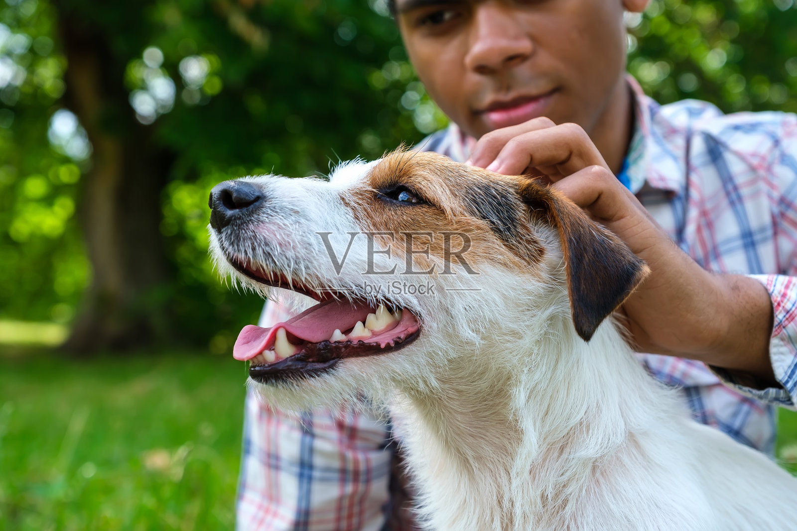 非裔美国人玩他的杰克罗素梗和抚摸近距离照片摄影图片