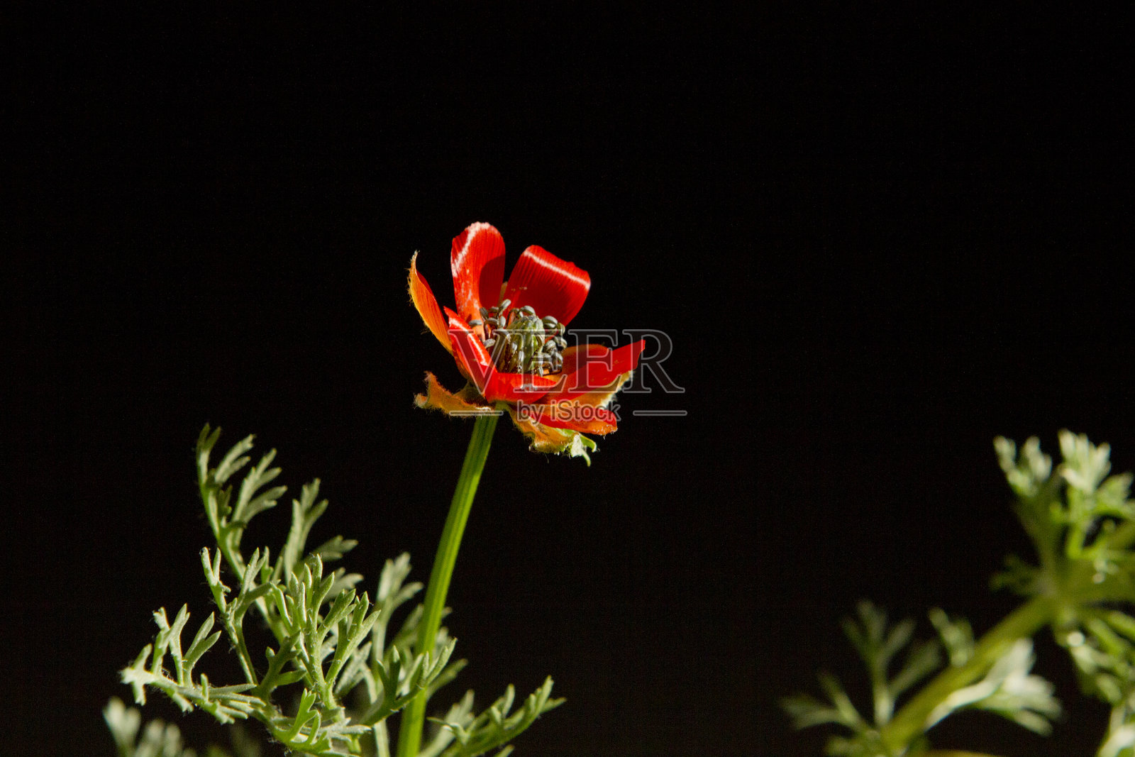 黑色背景花照片摄影图片