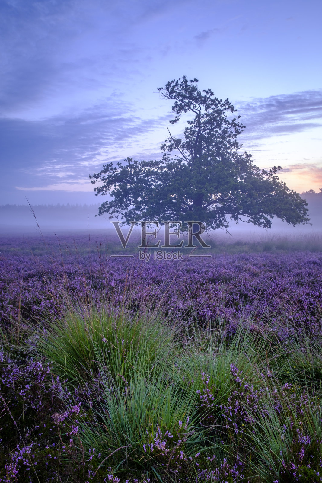 夏天日出时被盛开的石南环绕的一棵橡树照片摄影图片