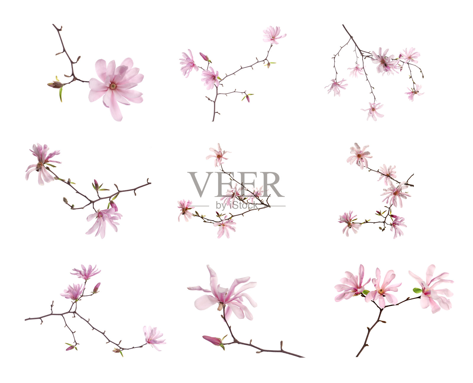 白玉兰树枝上有美丽的花朵,在白色的背景上,拼贴照片摄影图片