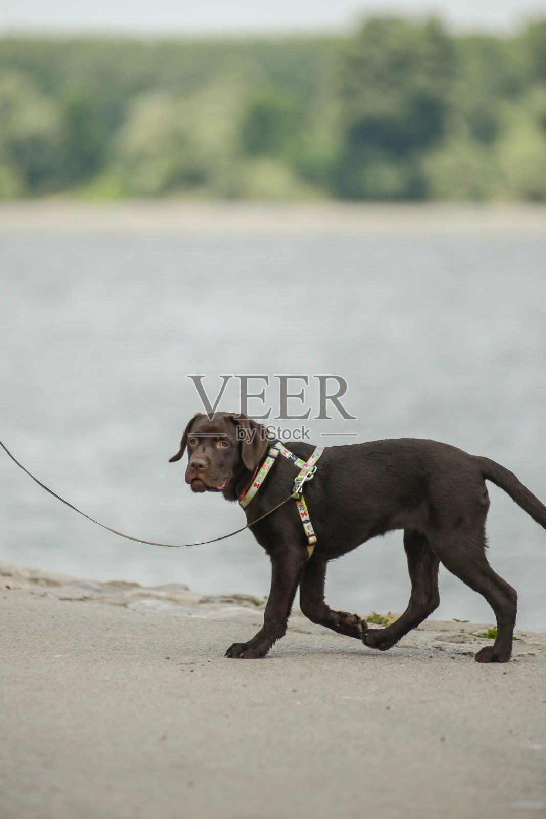 可爱的巧克力拉布拉多小狗被带到湖边照片摄影图片