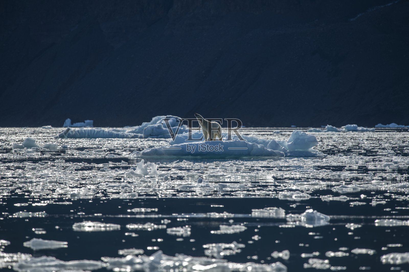 一只北极熊站在被浮冰包围的浮冰上照片摄影图片