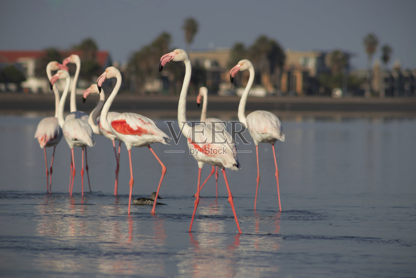 非洲野生鸟类。一群粉红色的非洲火烈鸟漫步在蓝色的泻湖上,背景是晴朗的天空。照片摄影图片