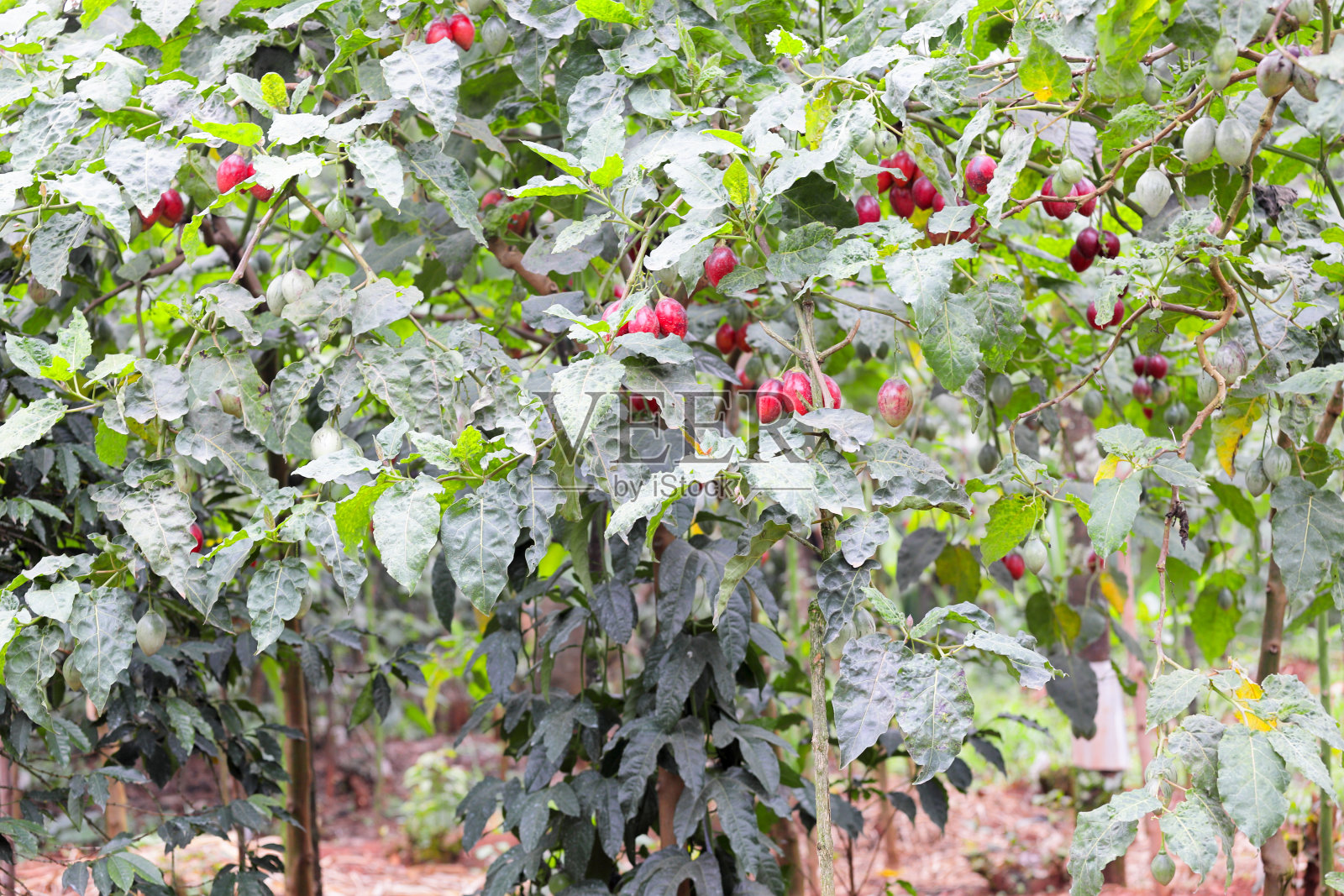 Tamarillo植物,也被称为树番茄(茄)照片摄影图片
