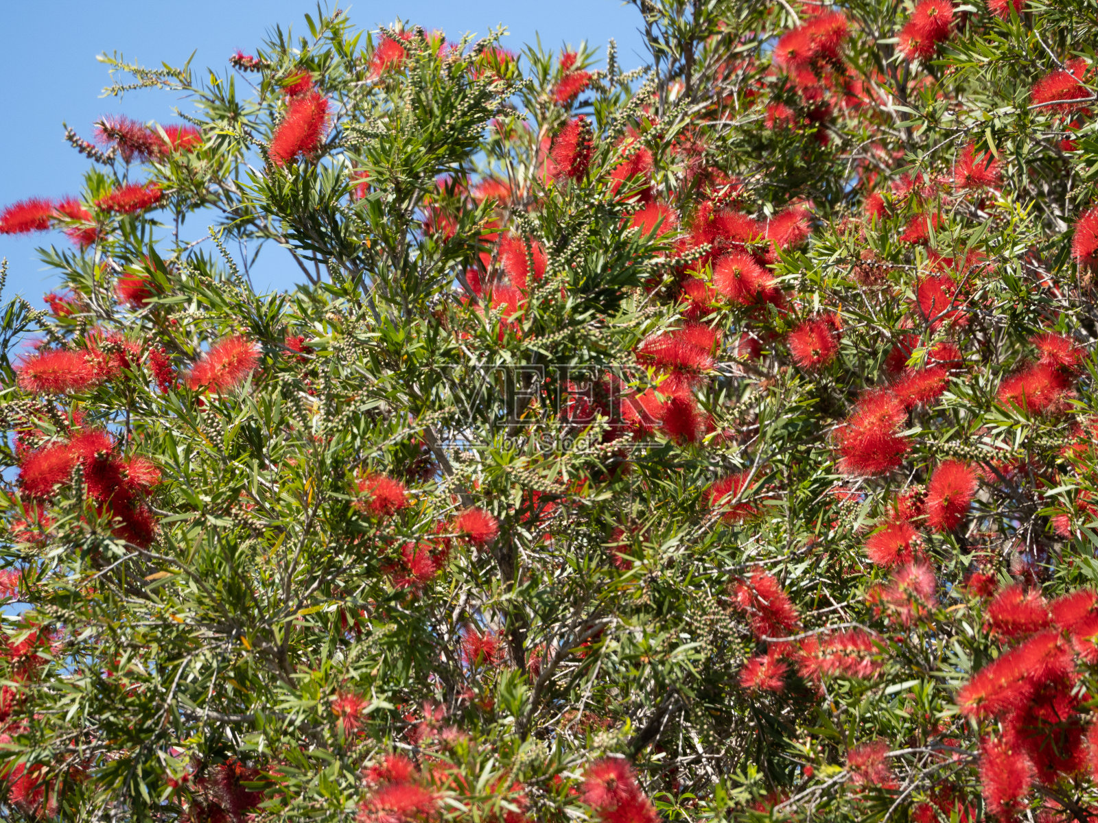 红色开花拔克西木属照片摄影图片