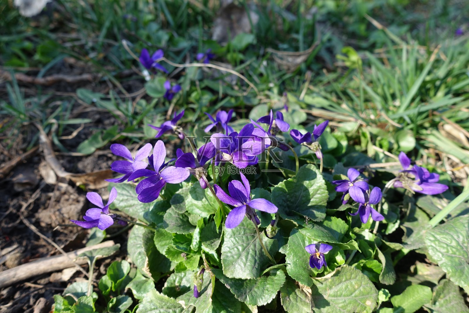 一组紫色的狗紫罗兰在三月中旬照片摄影图片